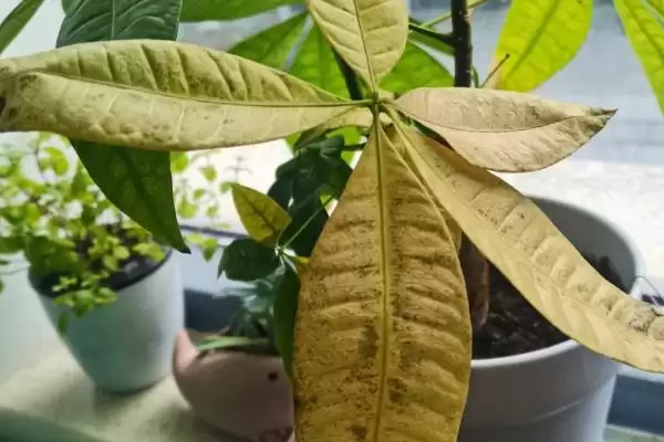 发财树发黄的原因,发财树发黄的原因是缺少肥料所致吗插图5