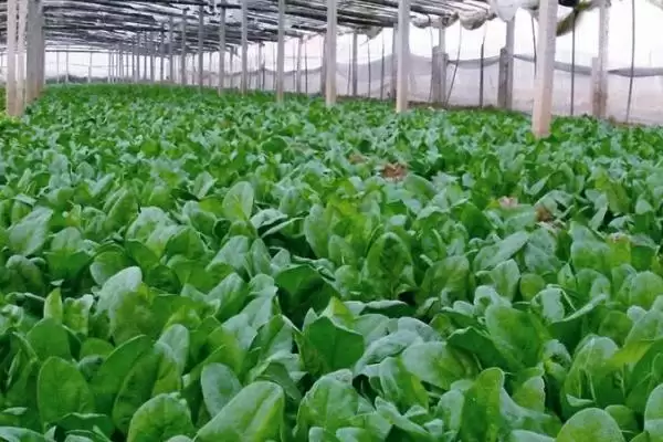 菠菜生长的适宜温度是多少呢,菠菜的生长适温插图2 菠菜生长的适宜温度是多少呢,菠菜的生长适温插图2