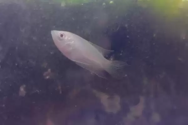 斗鱼小鱼的养殖方法,斗鱼小鱼要如何进行养殖管理插图6
