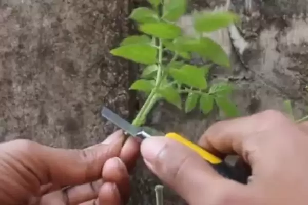 番茄苗嫁接的植物,番茄苗能嫁接哪些种类的植物作物插图3