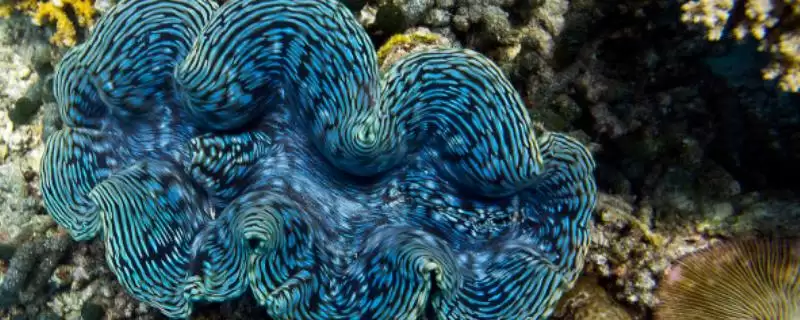 砗磲和生蚝有哪些方面的区别呢,砗磲和生蚝的区别插图 砗磲和生蚝有哪些方面的区别呢,砗磲和生蚝的区别插图