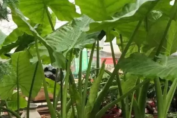 滴水观音叶子问题处理,滴水观音叶子发黄下垂如何进行处理插图3 滴水观音叶子问题处理,滴水观音叶子发黄下垂如何进行处理插图3