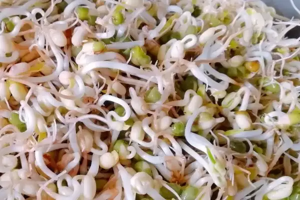 发绿豆芽如何准备健康饱满绿豆?插图2 发绿豆芽如何准备健康饱满绿豆?插图2