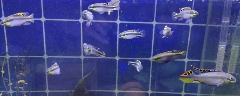 大鱼吞食小鱼苗的情况分析,大鱼会不会吃小鱼苗在什么情况下插图 大鱼吞食小鱼苗的情况分析,大鱼会不会吃小鱼苗在什么情况下插图