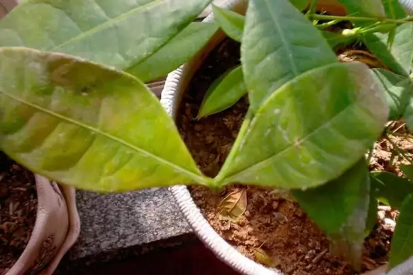 茶树褐色叶斑病有哪些症状呢,茶树褐色叶斑病的症状插图3 茶树褐色叶斑病有哪些症状呢,茶树褐色叶斑病的症状插图3