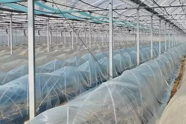 大棚降温的最佳方案是什么样,大棚降温的最佳方案插图2 大棚降温的最佳方案是什么样,大棚降温的最佳方案插图2
