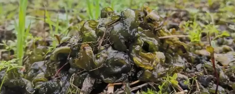 地皮菜人工种植的可能性,地皮菜能不能进行人工种植的操作插图 地皮菜人工种植的可能性,地皮菜能不能进行人工种植的操作插图