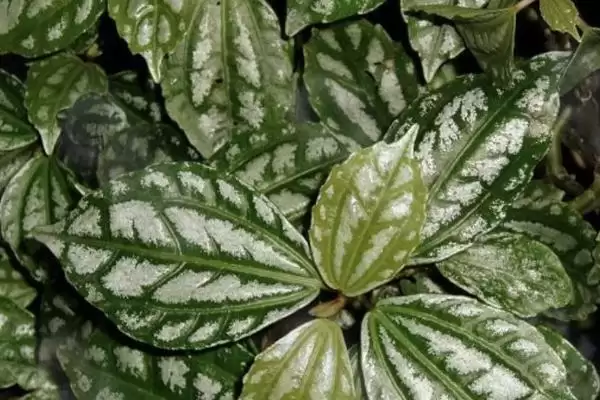 冰水花和冷水花是同一种植物吗,冰水花和冷水花有什么区别插图2 冰水花和冷水花是同一种植物吗,冰水花和冷水花有什么区别插图2