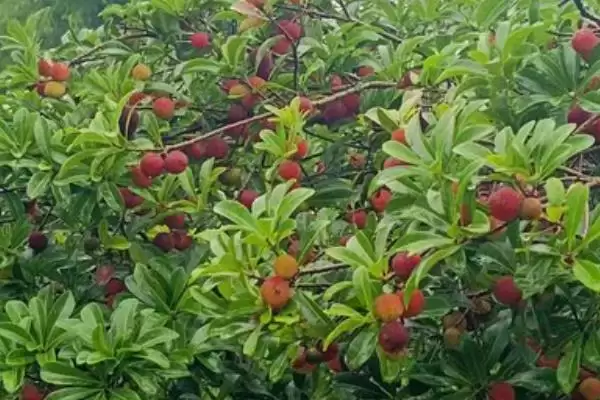 荸荠杨梅与东魁杨梅哪个味道好呢,荸荠杨梅与东魁杨梅哪个味道好插图5 荸荠杨梅与东魁杨梅哪个味道好呢,荸荠杨梅与东魁杨梅哪个味道好插图5