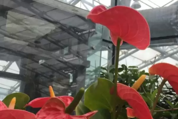 春季红掌该如何进行养护管理呢,春季红掌怎么养插图1 春季红掌该如何进行养护管理呢,春季红掌怎么养插图1