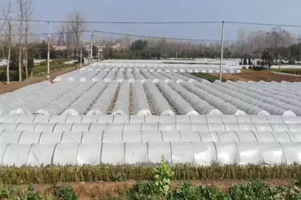 大棚地膜覆盖存在哪些误区呢,大棚地膜覆盖误区插图1 大棚地膜覆盖存在哪些误区呢,大棚地膜覆盖误区插图1