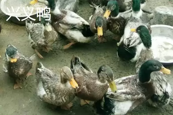 产蛋量高的鸭子有哪些品种呢,产蛋量高的鸭子品种插图5 产蛋量高的鸭子有哪些品种呢,产蛋量高的鸭子品种插图5