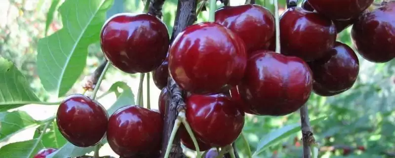 车厘子适合在北方种植吗及情况呢,车厘子适合北方种植吗-会东网