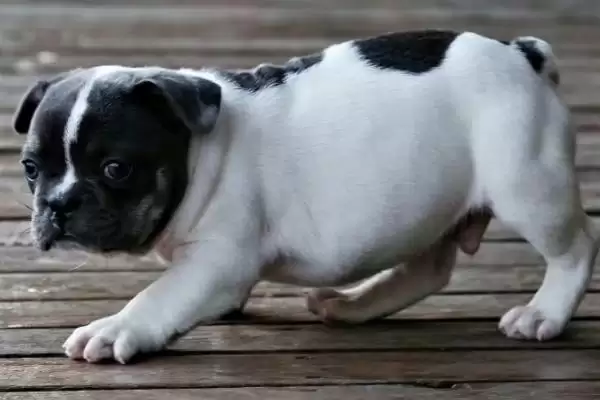 斗牛犬的种类划分,斗牛犬的种类在不同国家有何特点插图3 斗牛犬的种类划分,斗牛犬的种类在不同国家有何特点插图3