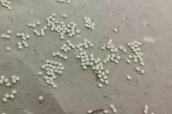 蚕卵的颜色变化顺序是怎样呢,蚕卵的颜色变化顺序插图1 蚕卵的颜色变化顺序是怎样呢,蚕卵的颜色变化顺序插图1