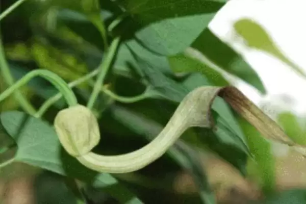 背蛇生是一种怎样的野草呢,背蛇生是什么插图2 背蛇生是一种怎样的野草呢,背蛇生是什么插图2