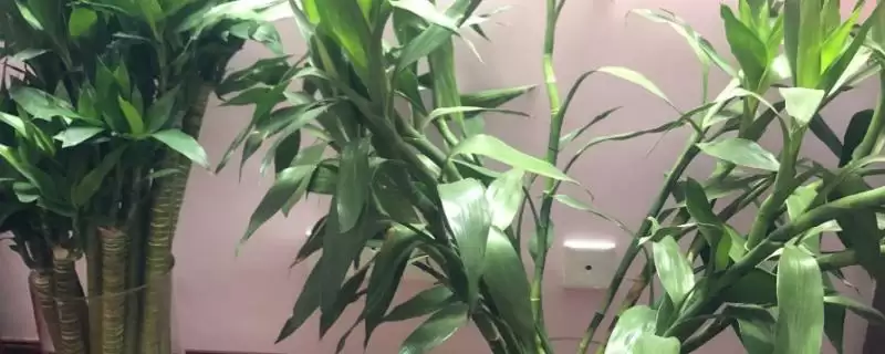 冬天富贵竹的保暖方法,冬天长了根的富贵竹怎么进行保暖-会东网