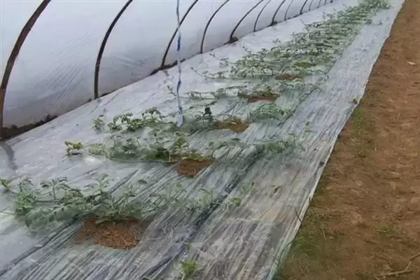 大棚多膜覆盖西瓜的栽培方法是,大棚多膜覆盖西瓜的栽培方法插图3 大棚多膜覆盖西瓜的栽培方法是,大棚多膜覆盖西瓜的栽培方法插图3