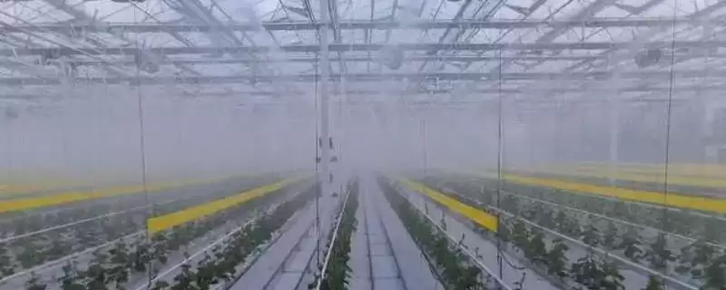 大棚降温的最佳方案是什么样,大棚降温的最佳方案插图 大棚降温的最佳方案是什么样,大棚降温的最佳方案插图
