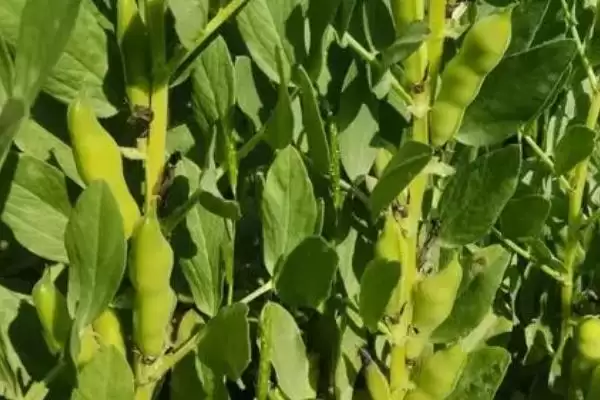蚕豆春季倒伏如何进行防治呢,蚕豆春季倒伏防治方法插图1 蚕豆春季倒伏如何进行防治呢,蚕豆春季倒伏防治方法插图1