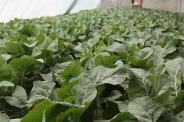 如何避免大棚蔬菜出现弱光症,大棚蔬菜弱光症的避免措施插图2 如何避免大棚蔬菜出现弱光症,大棚蔬菜弱光症的避免措施插图2