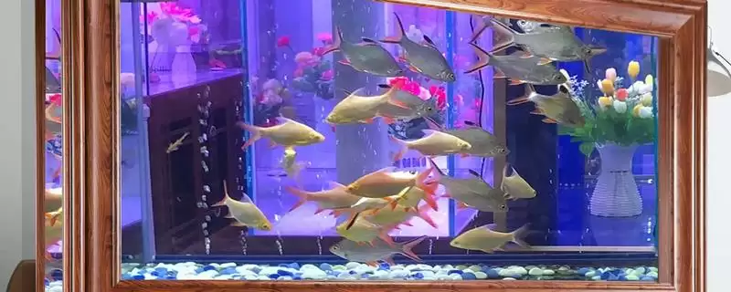 成品鱼缸与裸缸相比有何优缺点,成品鱼缸与裸缸对比插图 成品鱼缸与裸缸相比有何优缺点,成品鱼缸与裸缸对比插图