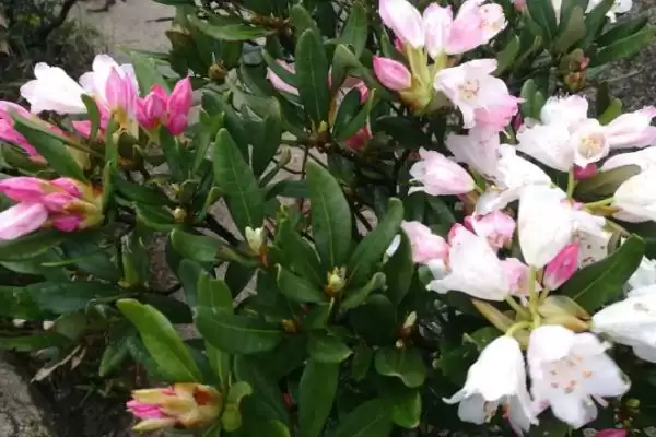 杜鹃花花期的养护方法,杜鹃花的花期如何进行养护管理插图6 杜鹃花花期的养护方法,杜鹃花的花期如何进行养护管理插图6