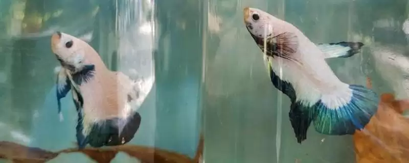 斗鱼小鱼的养殖方法,斗鱼小鱼要如何进行养殖管理-会东网