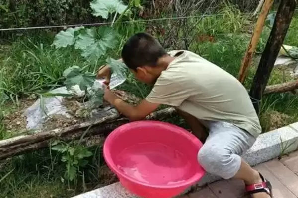 冬瓜的春季种植时间,冬瓜的种植时间春季在何时左右插图7 冬瓜的春季种植时间,冬瓜的种植时间春季在何时左右插图7