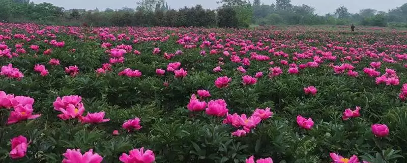 春天怎样种植芍药花合适吗,春天怎么种植芍药花插图 春天怎样种植芍药花合适吗,春天怎么种植芍药花插图