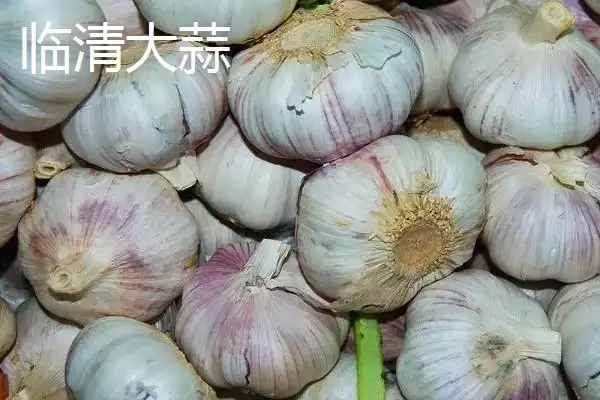 山东省临沭县有何特产及市场声誉？插图7