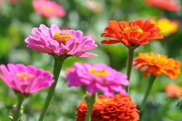 百日草花语传说,百日草有什么花语与传说故事插图1 百日草花语传说,百日草有什么花语与传说故事插图1