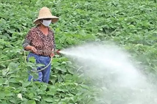大豆田除草剂的残留时间是多久,大豆田除草剂的残留时间插图2 大豆田除草剂的残留时间是多久,大豆田除草剂的残留时间插图2