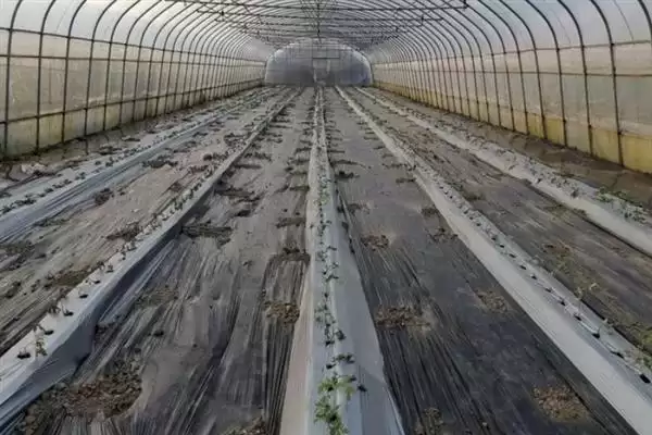 大棚地膜覆盖存在哪些误区呢,大棚地膜覆盖误区插图3 大棚地膜覆盖存在哪些误区呢,大棚地膜覆盖误区插图3