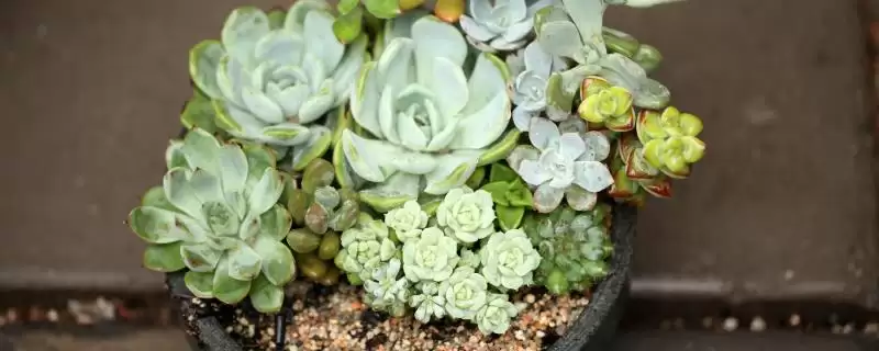 多肉植物的用土要求,多肉植物用土在配制上有何不同要求插图 多肉植物的用土要求,多肉植物用土在配制上有何不同要求插图