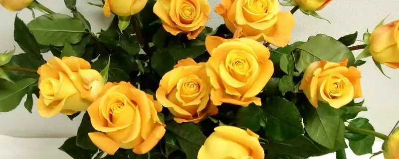 道歉用的花束种类选择,道歉用什么花束有哪些合适的选择插图 道歉用的花束种类选择,道歉用什么花束有哪些合适的选择插图