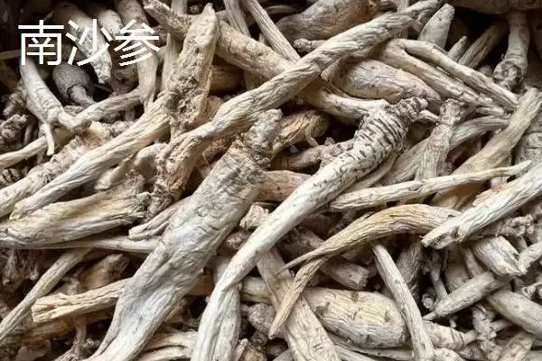 北沙参和南沙参有哪些方面的区别呢,北沙参和南沙参有什么区别插图2 北沙参和南沙参有哪些方面的区别呢,北沙参和南沙参有什么区别插图2