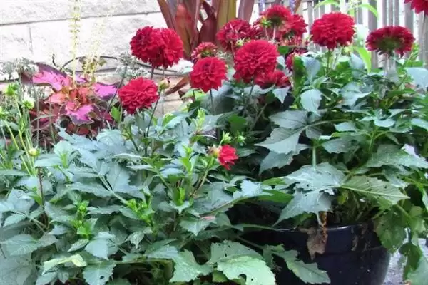 冬季大丽花的养护管理,冬季怎么养护大丽花要移入室内吗插图4 冬季大丽花的养护管理,冬季怎么养护大丽花要移入室内吗插图4