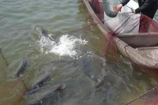 脆肉鲩的养殖技术有哪些要点,脆肉鲩的养殖技术插图4 脆肉鲩的养殖技术有哪些要点,脆肉鲩的养殖技术插图4