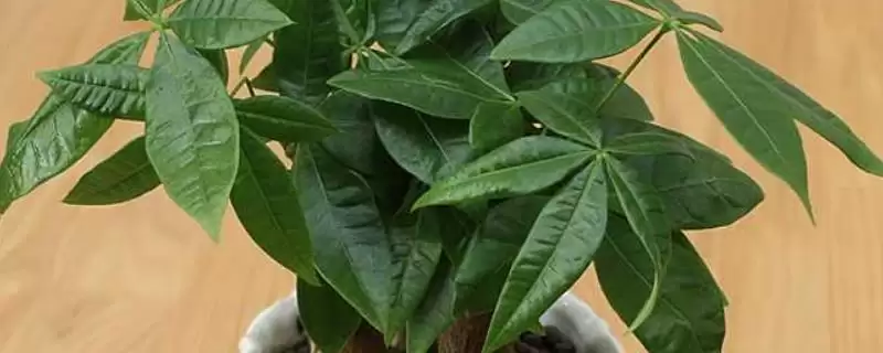 冬天发财树的养护方法,冬天如何养护发财树有哪些措施插图 冬天发财树的养护方法,冬天如何养护发财树有哪些措施插图