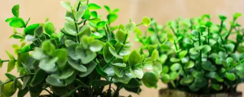 薄荷盆栽能不能放在室内呢,薄荷盆栽能放室内吗-会东网