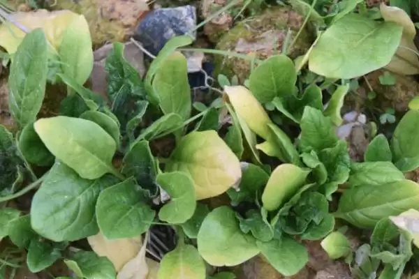菠菜叶子发黄是什么原因造成的呢,菠菜叶子发黄原因插图1 菠菜叶子发黄是什么原因造成的呢,菠菜叶子发黄原因插图1