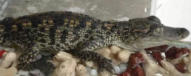 宠物鳄鱼的养殖方法和要点是啥,宠物鳄鱼的养殖方法插图 宠物鳄鱼的养殖方法和要点是啥,宠物鳄鱼的养殖方法插图