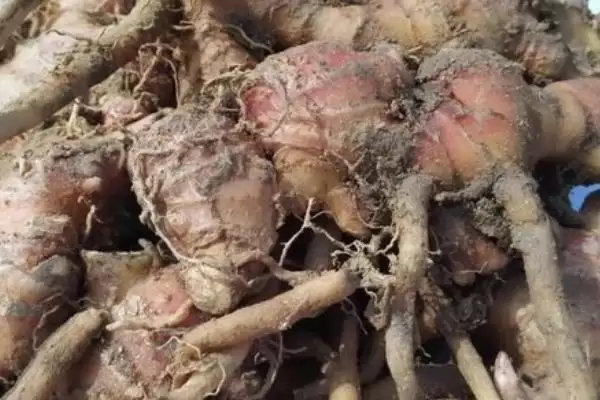 风姜的主要产地,风姜的产地主要在哪些地方插图6 风姜的主要产地,风姜的产地主要在哪些地方插图6
