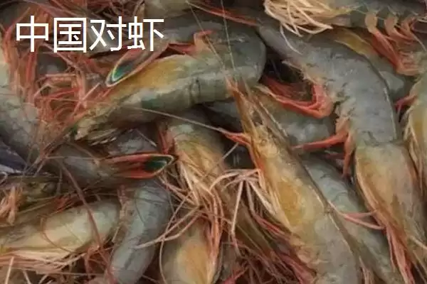 对虾的生活习性特点,对虾具有哪些生活习性方面的特点插图2 对虾的生活习性特点,对虾具有哪些生活习性方面的特点插图2