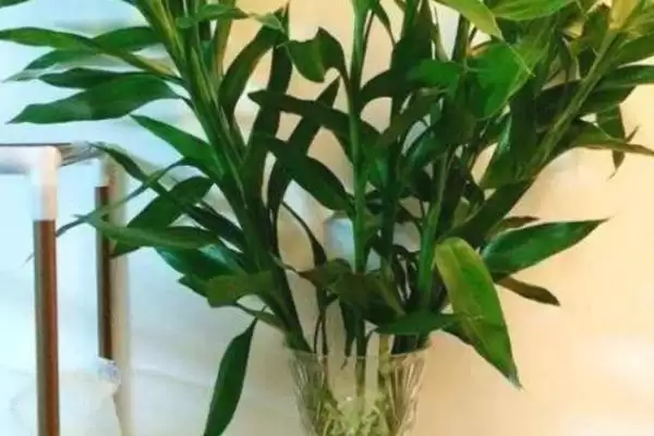 冬天水培富贵竹的方法,冬天怎么水培富贵竹及光照要求插图3 冬天水培富贵竹的方法,冬天怎么水培富贵竹及光照要求插图3