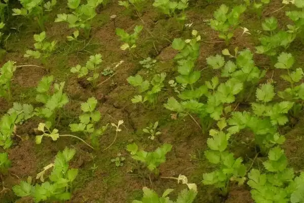 冬季芹菜的种植方法,冬季怎么种植芹菜大小苗要分级吗插图2 冬季芹菜的种植方法,冬季怎么种植芹菜大小苗要分级吗插图2