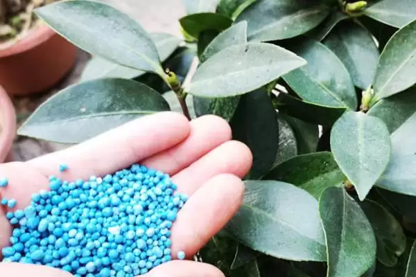 茶梅的养殖方法和要点有哪些呢,茶梅怎么养插图6 茶梅的养殖方法和要点有哪些呢,茶梅怎么养插图6