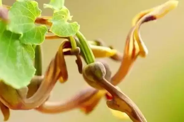 背蛇生是一种怎样的野草呢,背蛇生是什么插图3 背蛇生是一种怎样的野草呢,背蛇生是什么插图3