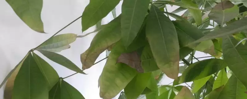 发财树叶子问题补救,发财树叶子发黄掉落如何进行补救处理插图 发财树叶子问题补救,发财树叶子发黄掉落如何进行补救处理插图